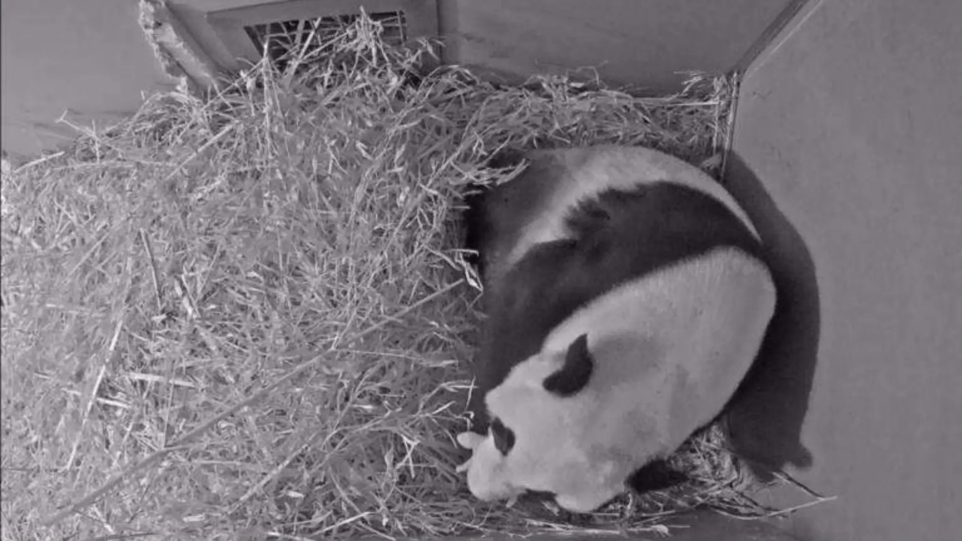 Primer panda gigante nace en Holanda